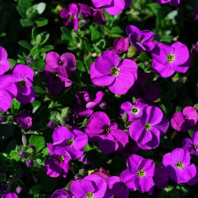 Aubretia "Audrey Purple Red" - Image by Hans Braxmeier from Pixabay