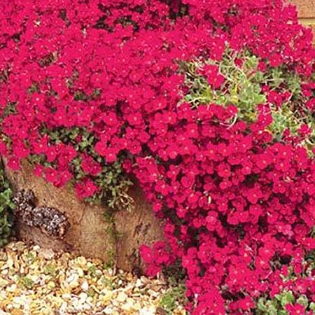 Aubrieta Red - Public image here under fair use