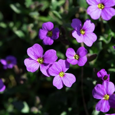 Aubrieta hyb. "Audrey Blue" - Image by Pezibear from Pixabay 