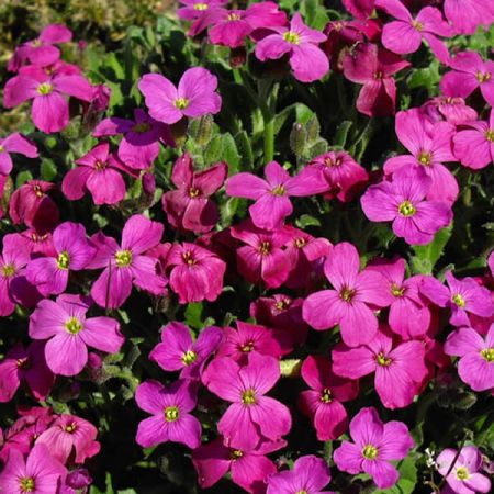 Aubrieta "Bressingham Red" - Photo by Ghislain118 (GFDL)