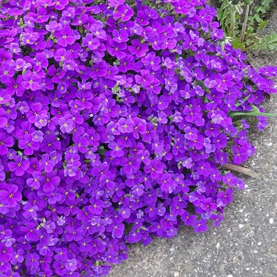 Aubrieta 'Cascade Purple' -