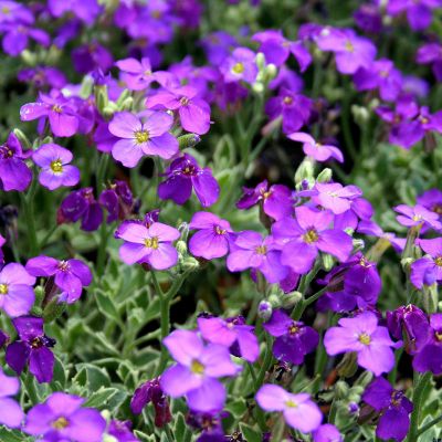 Aubrieta 'Dr Mules Variegata' (1L pot)