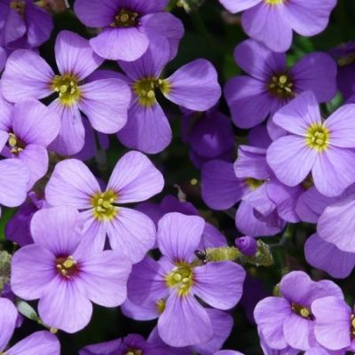 Aubrieta "Kitte Blue" - Image by Hans Braxmeier from Pixabay 