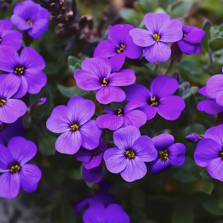 Aubrieta "Hamburger Stadtpark" - Image courtesy of max pixel (CC0 1.0)