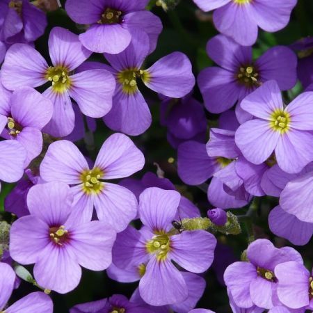 Aubrieta Kitty Blue - Image by Hans Braxmeier from Pixabay 