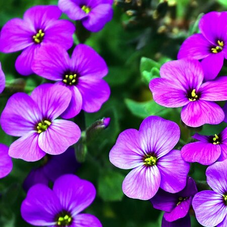 Aubrieta 'Kitte Blue' - Image by Manfred Richter from Pixabay 