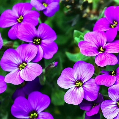 Aubrieta 'Kitte Blue' - Image by Manfred Richter from Pixabay 