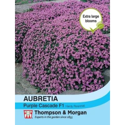 Aubrieta 'Purple Cascade' - Image courtesy of T&M