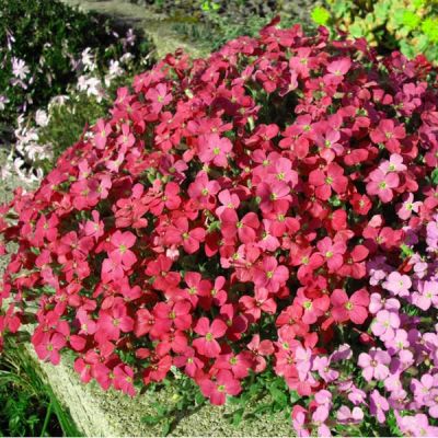 Aubrieta Gracilis Florado Rose Red - Photo by Ghislain118 (GFDL)