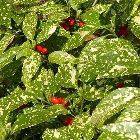 Aucuba Crotonifolia - Public image here under fair use