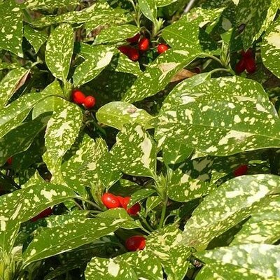 Aucuba Crotonifolia - Public image here under fair use