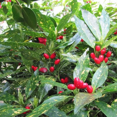 Aucuba 'Crotonifolia' (3L pot)