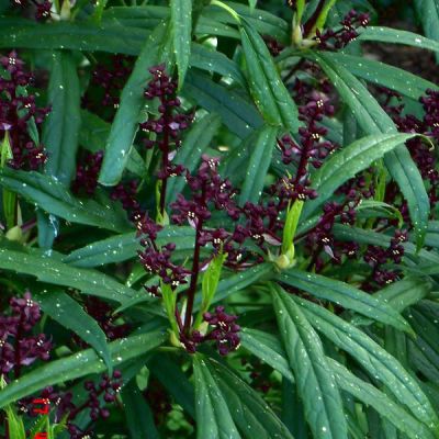 Aucuba himalaica var. dolichophylla - Photo by peganum (CC BY-SA 2.0)