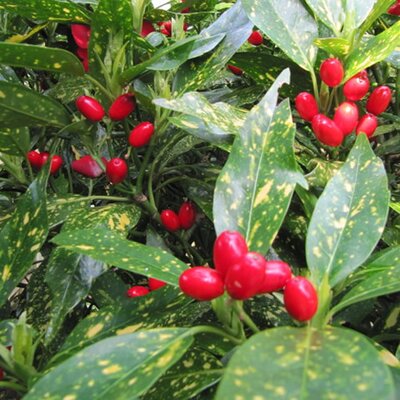 Aucuba 'Crotonifolia' (5L pot)