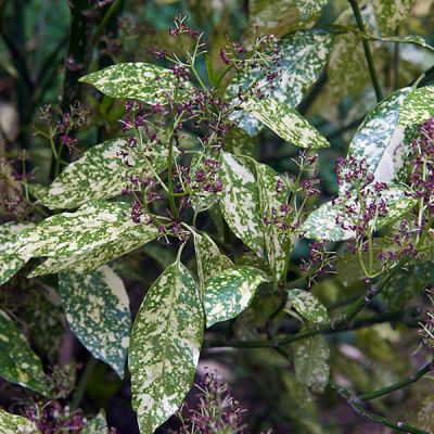 Aucuba jap Variegata - Photo by Wouter Hagens (CC BY-SA 4.0)
