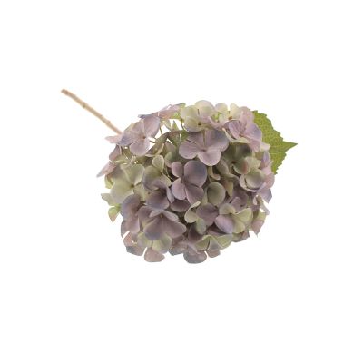 Autumn Hydrangea