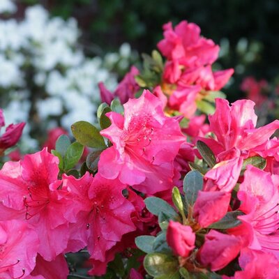 Azalea Encore 'Empress'