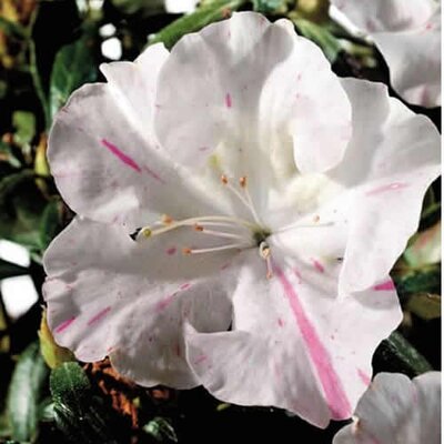 Azalea Encore 'Starlite'