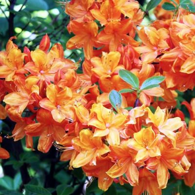 'Azalea Geisha Orange' - Image by Jan Volkmann from Pixabay 