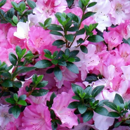 Azalea “Haru-no-sono” (3L pot) - Public domain image