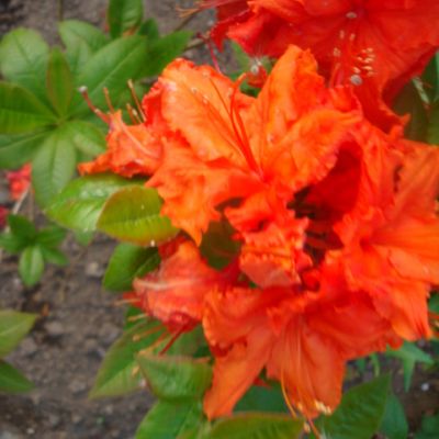 Azalea Hybrid "Gibraltar" (Orange) - Photo by Rhian (CC BY-SA 2.0)
