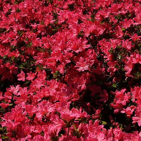 Azalea maruschka - Photo by ForestWander (CC BY-SA 3.0)