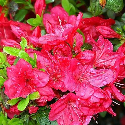 Azalea “Mothers Day” - Photo by David J. Stang  (CC BY-SA 4.0)