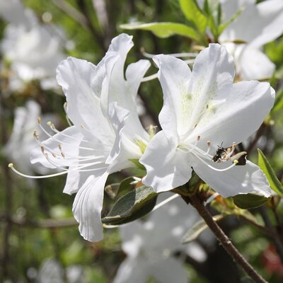 Azalea “Whitethroat” - Image by E H from Pixabay  