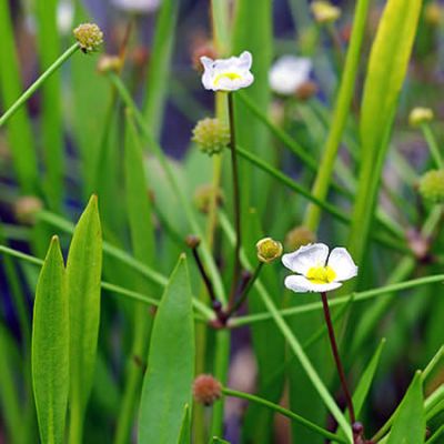 Baldellia ranunculoides  - Photo by Christian Fischer (CC BY-SA 3.0)