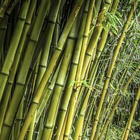 Bamboo