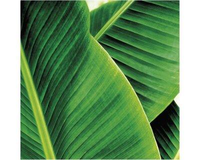 Banana Leaf Panel -Image courtesy of Kaemingk