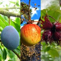 Bare Root Trees 3 for €55