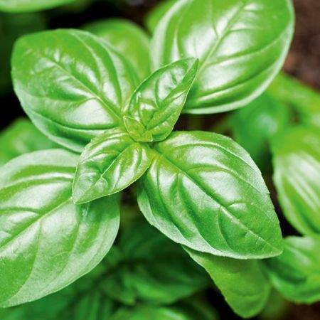 Basil (12cm pot)