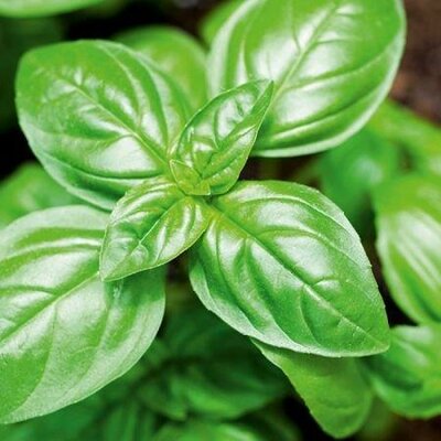 Basil (12cm pot)