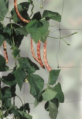 Bean & Pea Support Net 4X2M -Image courtesy of Unichem