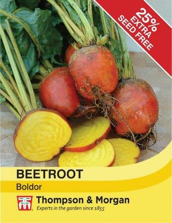 Beet “Boldor” - image 1