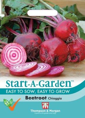 Beetroot “Chioggia” - image 1