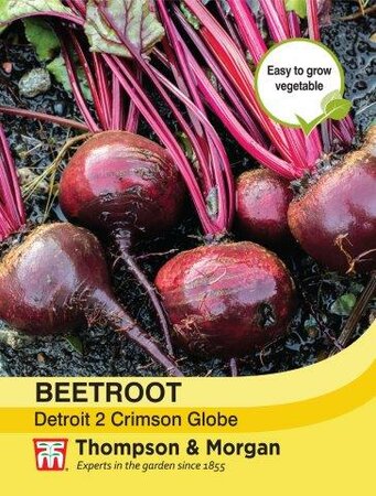 Beetroot Detroit 2 Crimson Globe - image 1