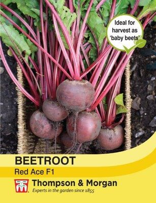 Beetroot Red Ace F1 Hybrid - image 2