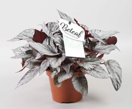 Begonia (Beleaf) 'Arctic Breeze' (12cm pot)
