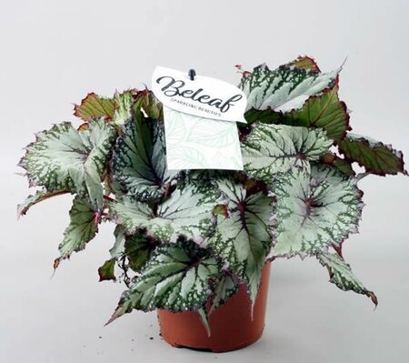 Begonia (Beleaf) 'Asian Tundra'® - Image courtesy of Pannebakker