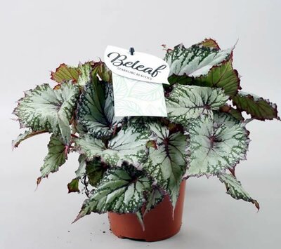 Begonia (Beleaf) 'Asian Tundra'® - Image courtesy of Pannebakker