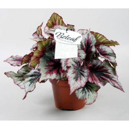 Begonia (Beleaf) 'Evening Glow'