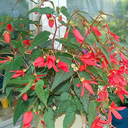 Begonia Bonfire - Photo bY PhuongLy (CC BY-SA 3.0)
