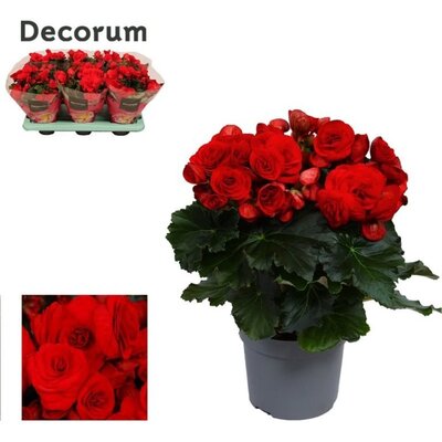 Begonia (EL) 'Baladin' (red) - Image courtesy of Pannebakker