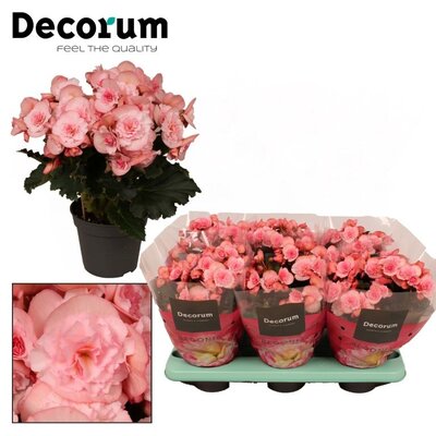 Begonia (EL) 'Joy' (light pink) - Image courtesy of Pannebakker