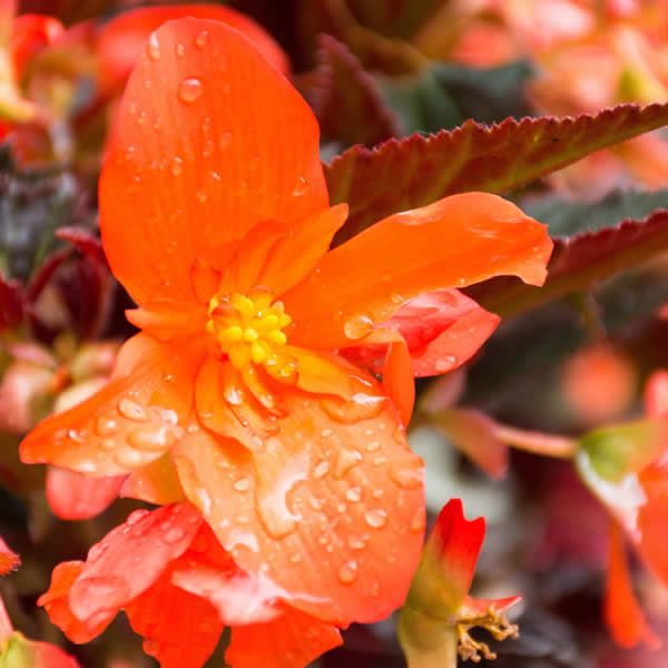 Begonia Glowing Embers Ardcarne Garden Centre Roscommon Boyle