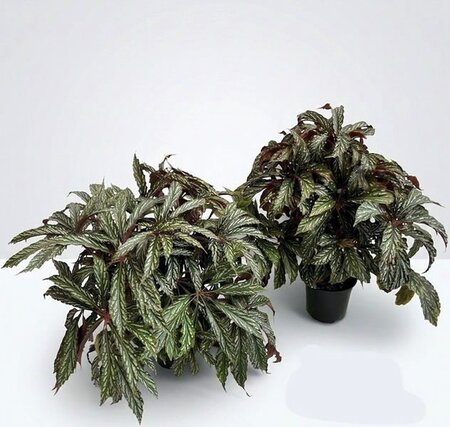 Begonia 'Silver Dots' - Image courtesy of Pannebakker