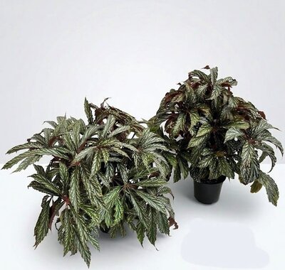 Begonia 'Silver Dots' - Image courtesy of Pannebakker
