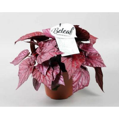 Begonia Inca Flame  - Image courtesy of Pannebakker